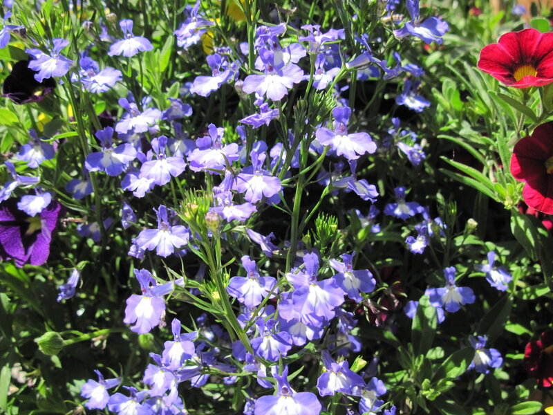 Purple and Red Flowers — Bright