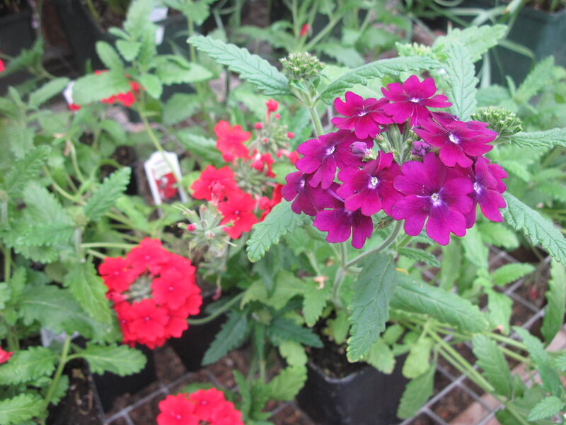 Purple and Red Flowers — Calm, Photograph