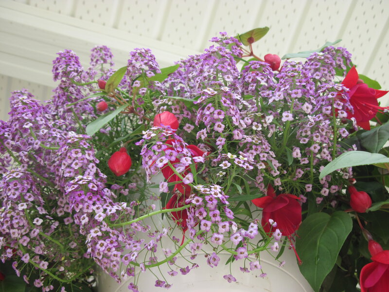 Purple and Red Flowers — Calm, Spring