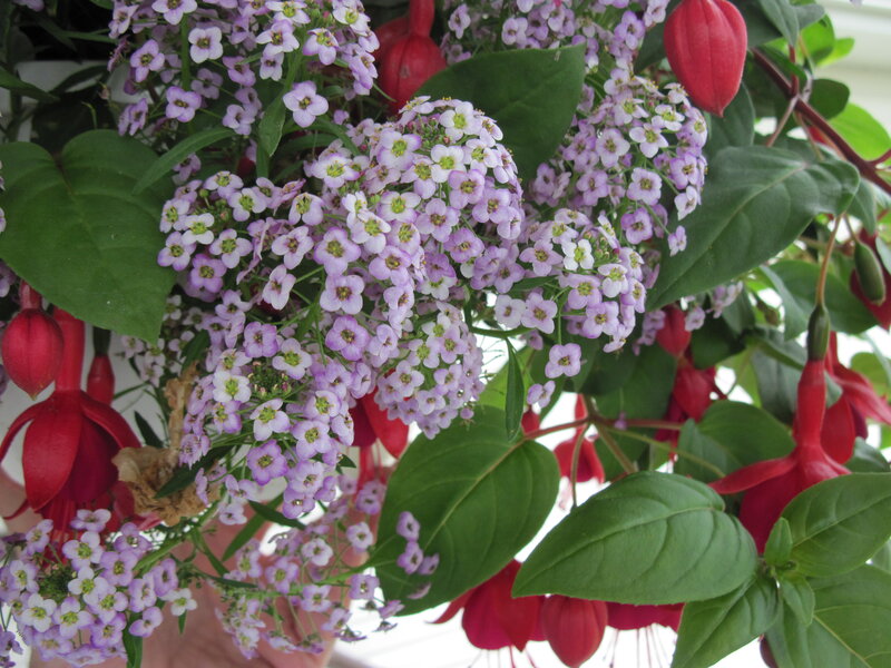 Purple and Red Flowers — Calm