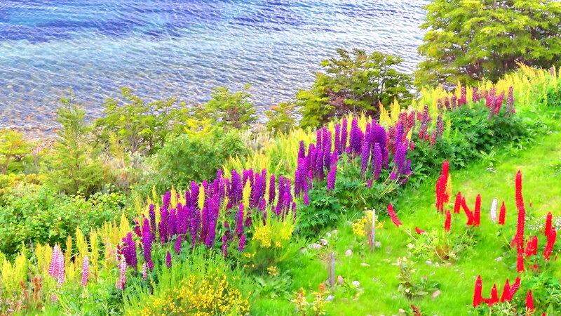 Purple and Red Flowers — Green