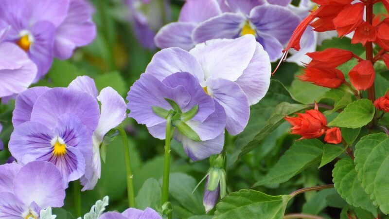 purple and red flowers in garden