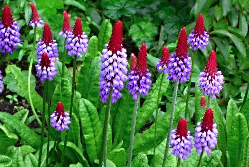 Purple and Red Flowers — Natural