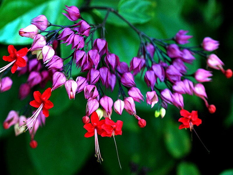 Purple and red flowers on a branch