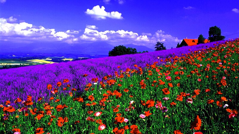 Purple and Red Flowers — Serene, Afternoon