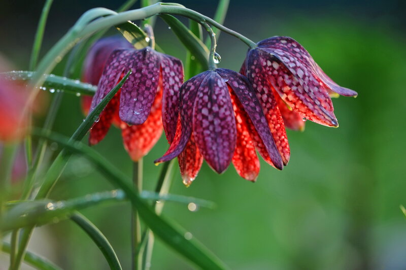 Purple and Red Flowers — Serene, Morning