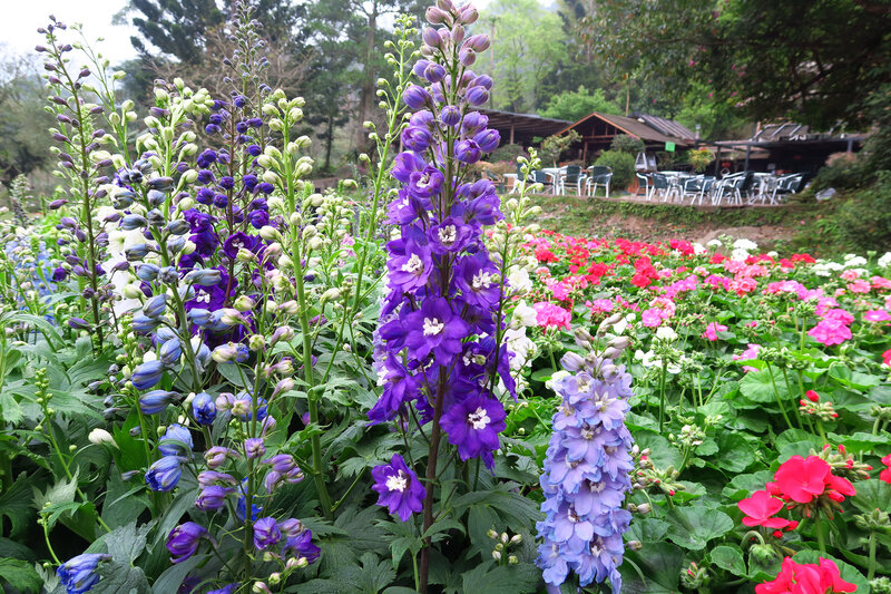 Purple and Red Flowers — Serene, Spring