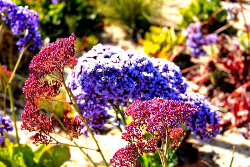 Purple and Red Flowers — Serene