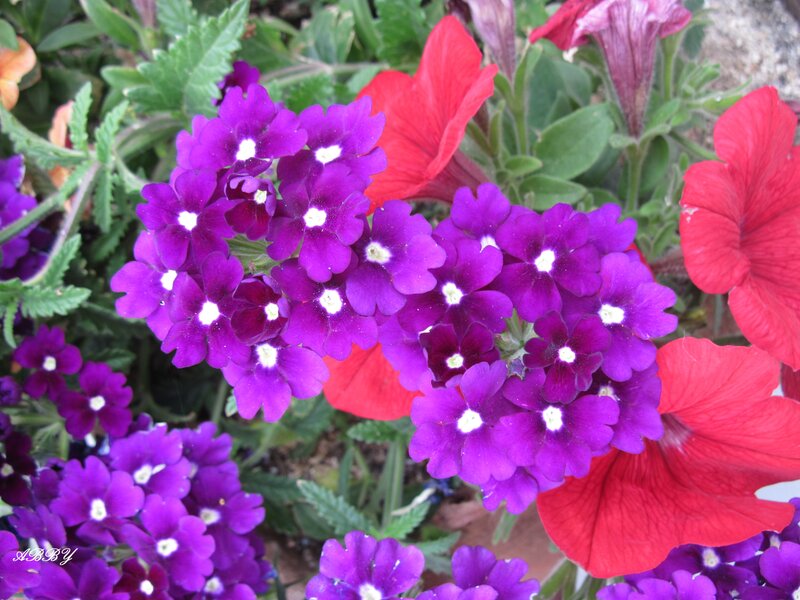 Purple and Red Flowers — Vibrant, Afternoon, Photograph