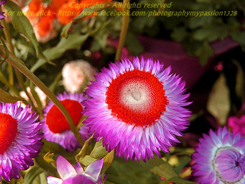Purple and Red Flowers — Vibrant, Afternoon