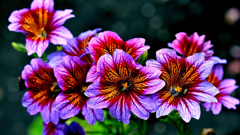Purple and Red Flowers — Vibrant, Photograph