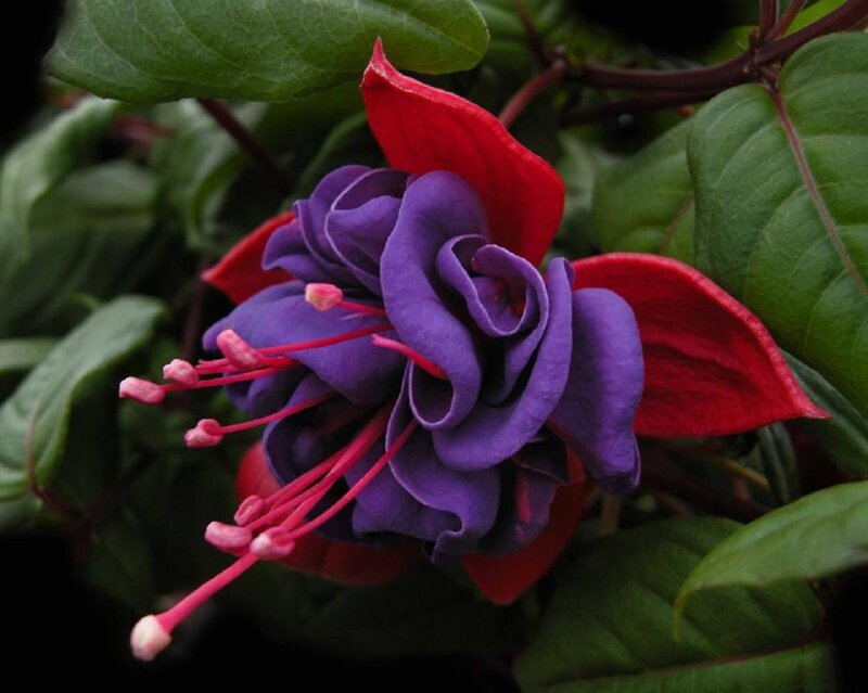 Purple and Red Fuchsia Flower — Dramatic