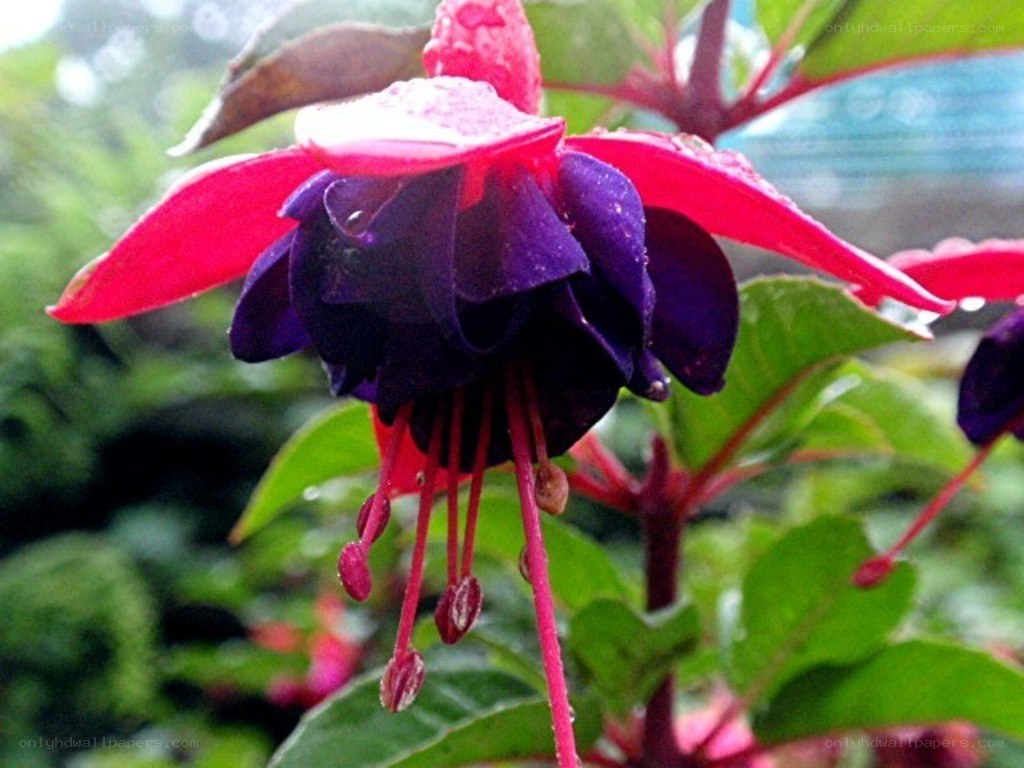 purple and red fuchsia flower