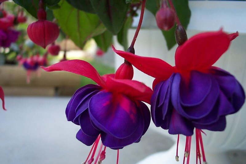 Purple and Red Fuchsia Flowers — Calm