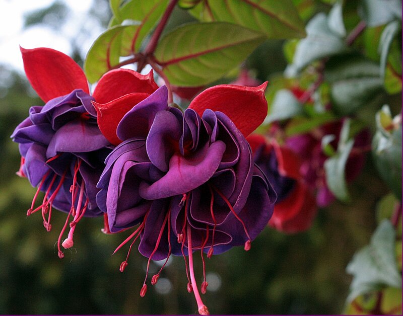 Purple and Red Fuchsia Flowers