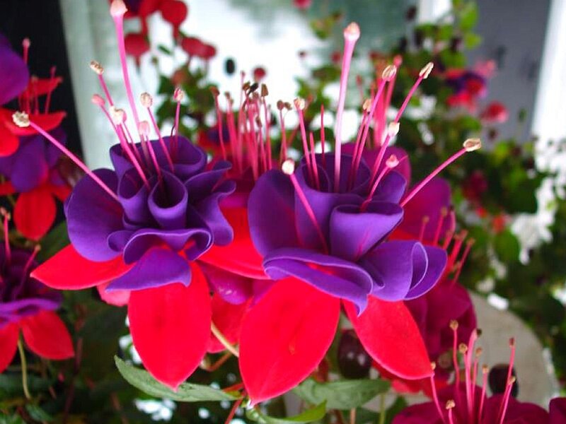 Purple and Red Fuchsia Flowers — Vibrant