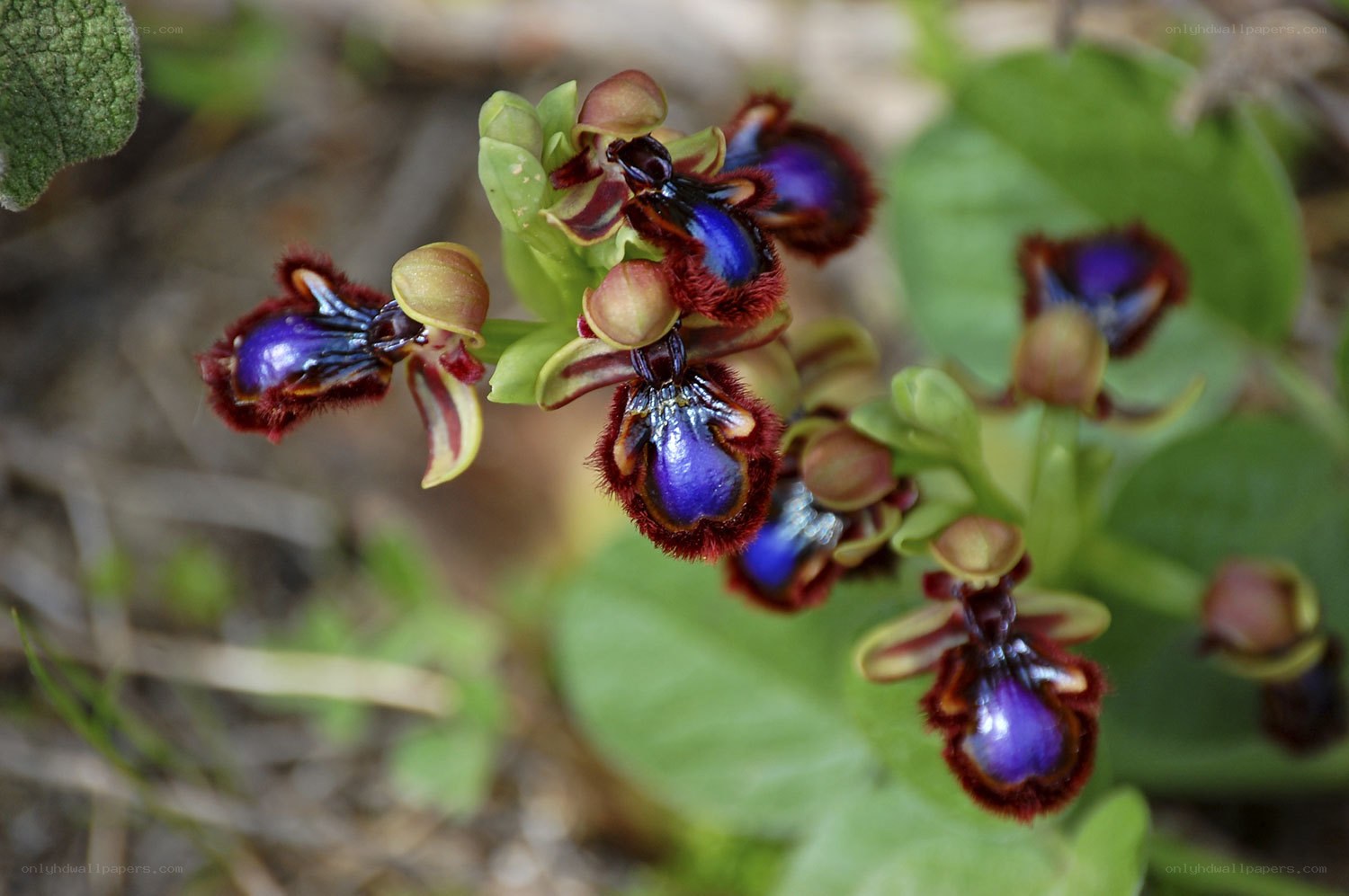purple and red orchid flowers
