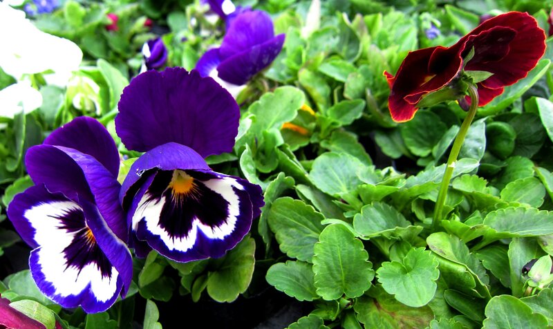 Purple and Red Pansies