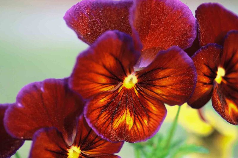 Purple and Red Pansies — Vibrant