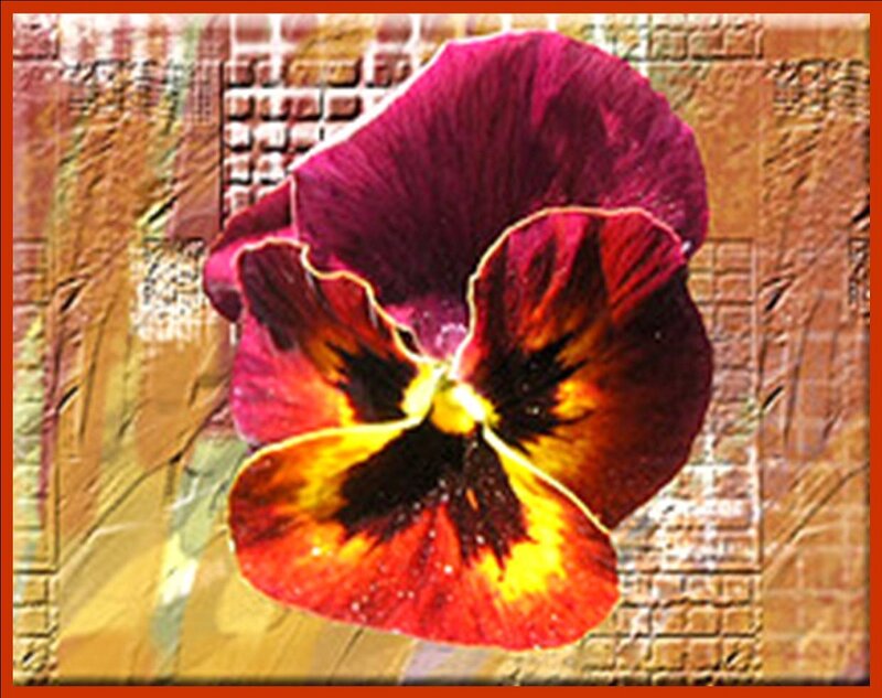 Purple and Red Pansy