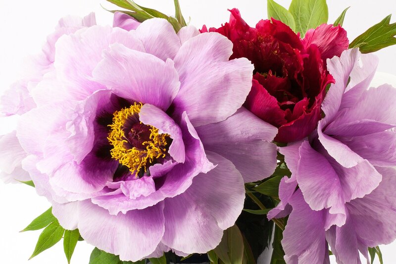 Purple and Red Peonies