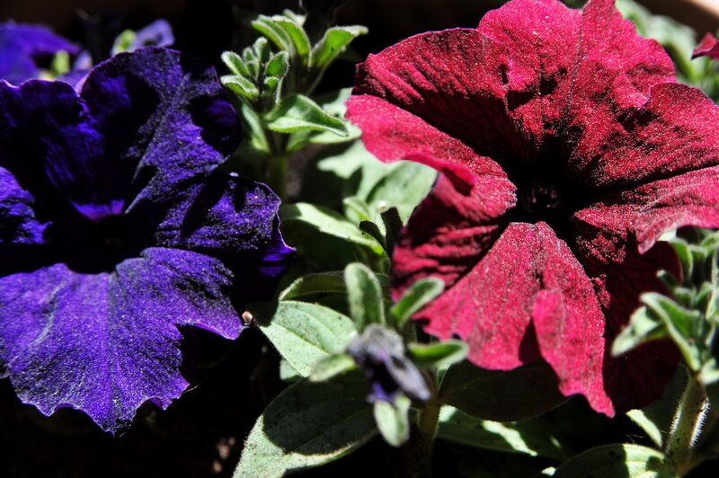 Purple and red petunias in sunlight