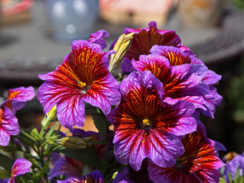 Purple and Red Petunias