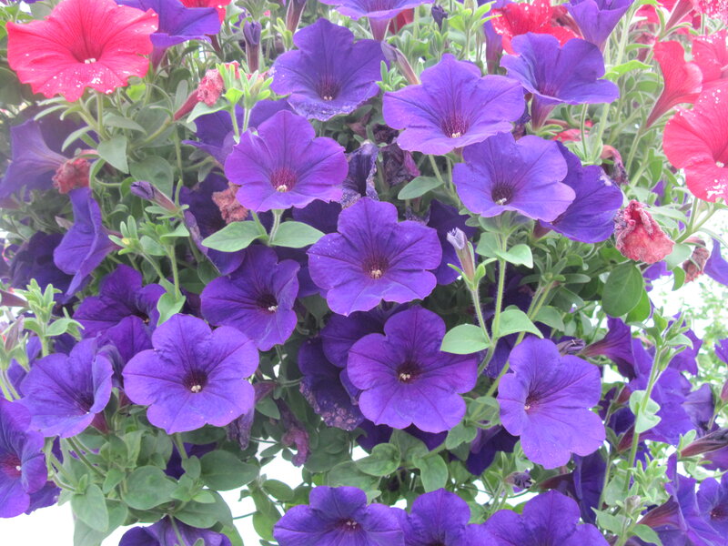 Purple and Red Petunias — Vibrant, Summer