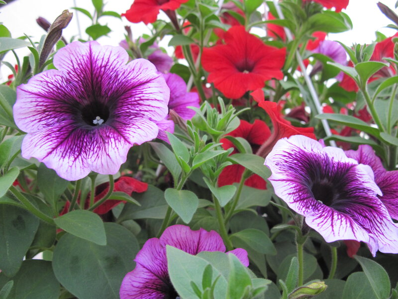 Purple and Red Petunias — Vibrant