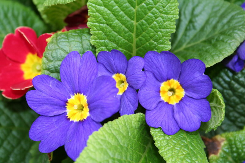 Purple and Red Primroses