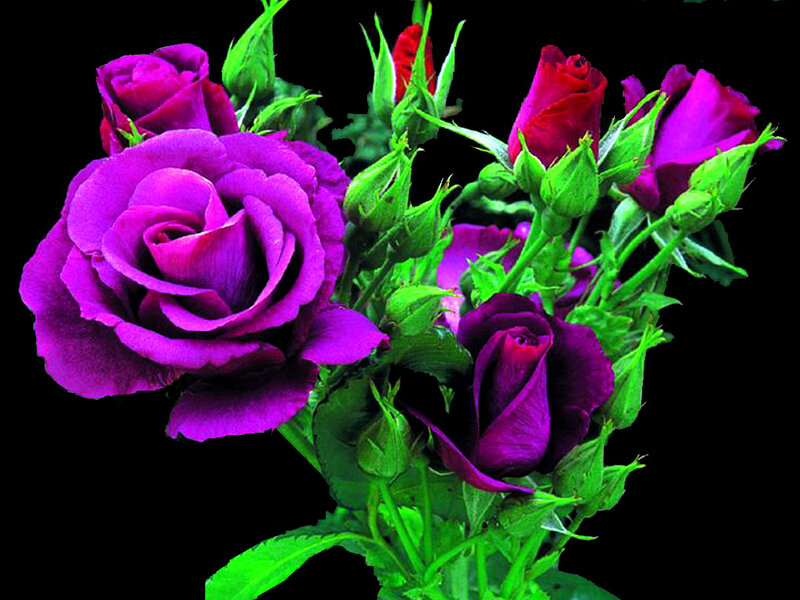Purple and Red Roses