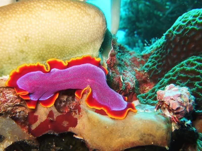Purple and Red Sea Slug