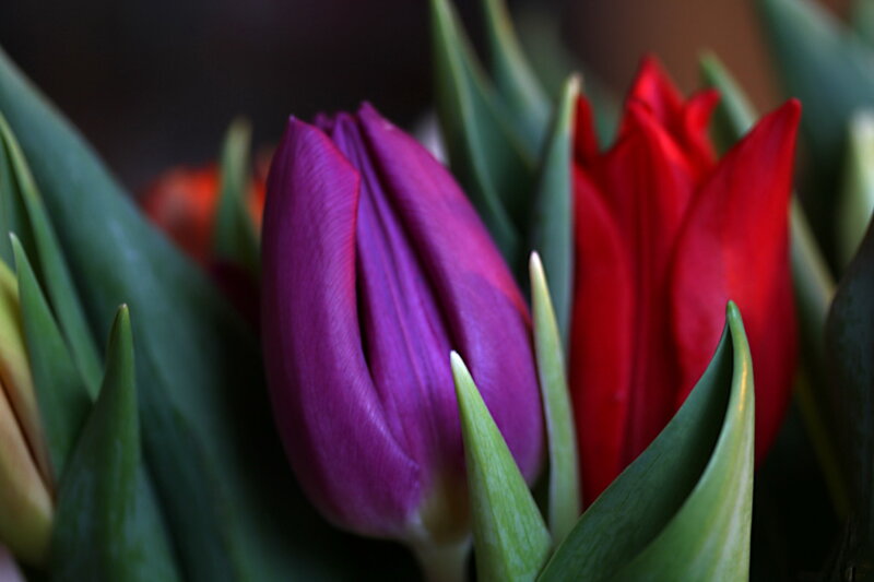 Purple and Red Tulips — Calm