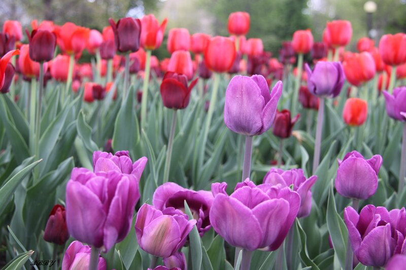 Purple and Red Tulips — Serene