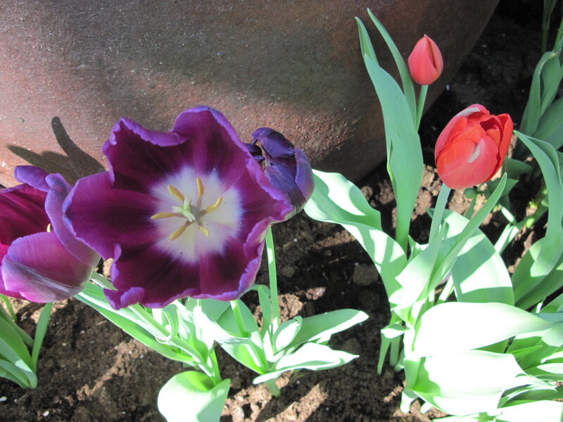 Purple and Red Tulips