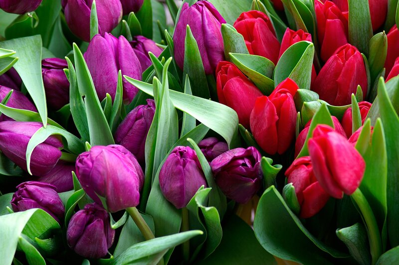 Purple and Red Tulips — Vibrant, Spring, Photograph