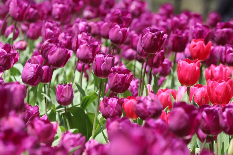 Purple and Red Tulips — Vibrant, Spring