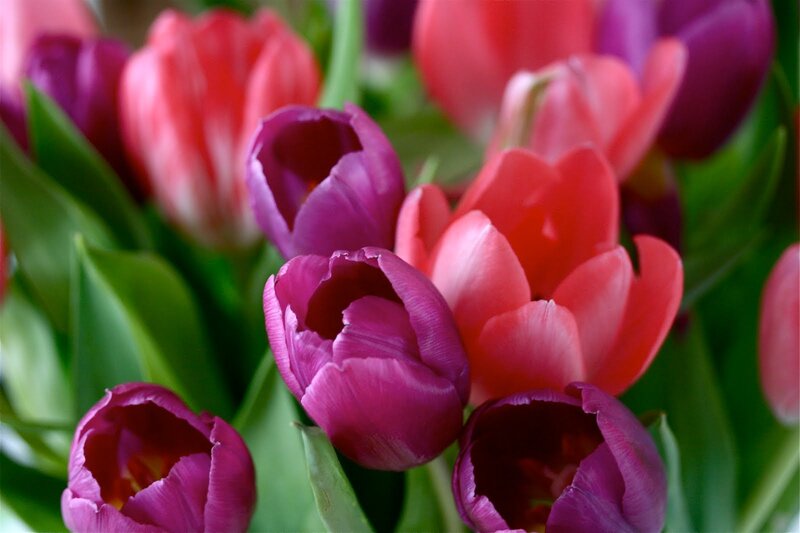 Purple and Red Tulips — Vibrant