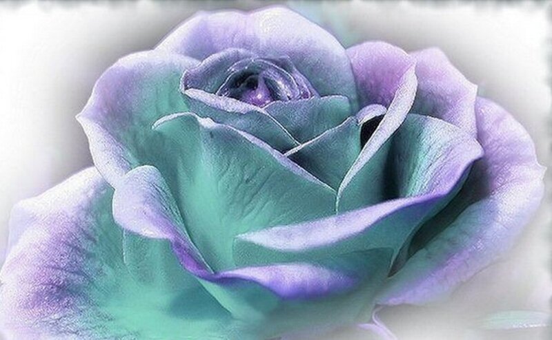 Purple and Teal Rose