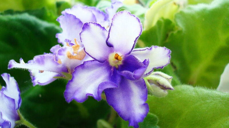 Purple and White African Violet — Calm