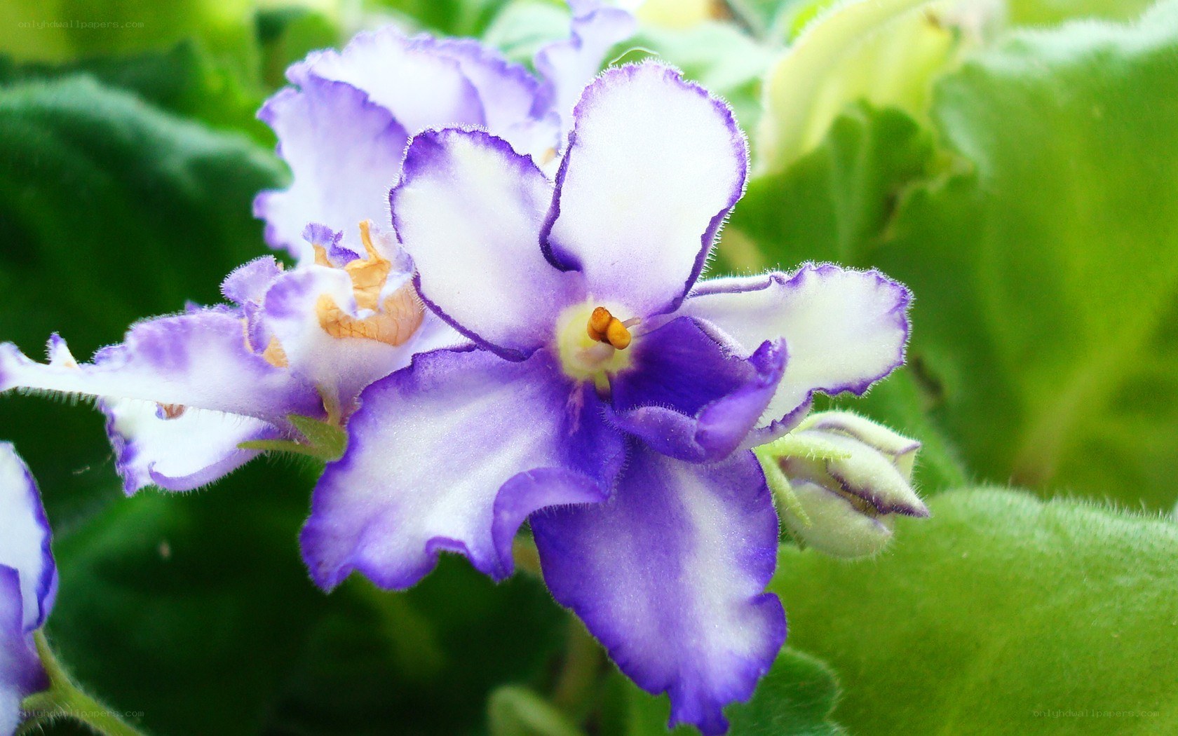 purple and white African violet