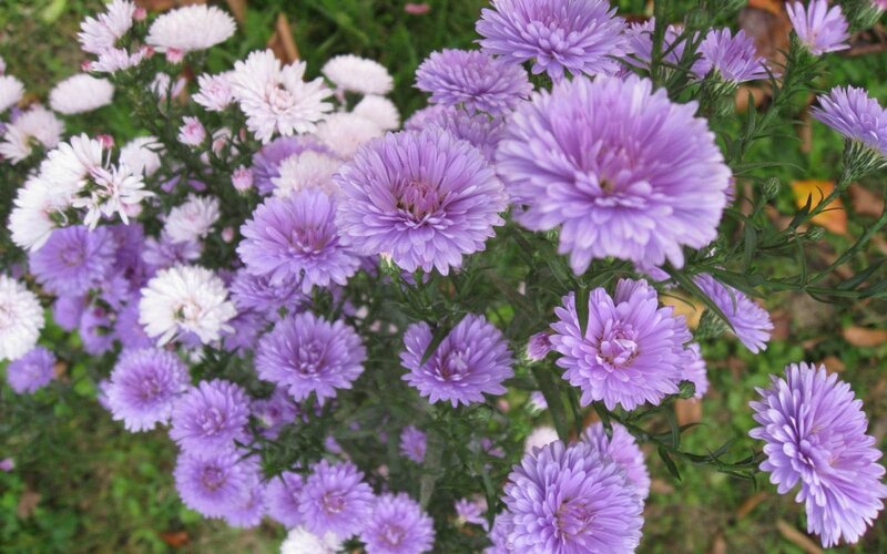 Purple and White Asters — Calm