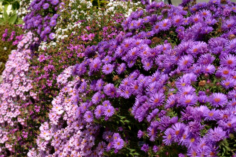 Purple and White Asters