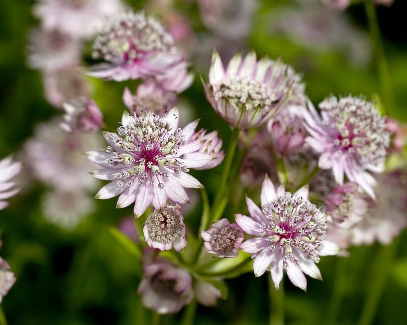 purple and white astrantia flowers