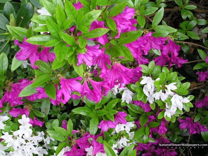 Purple and White Azaleas — Pink