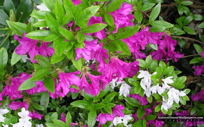 Purple and White Azaleas