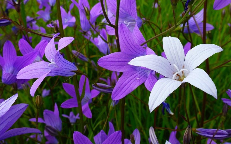 Purple and White Bellflowers — Serene
