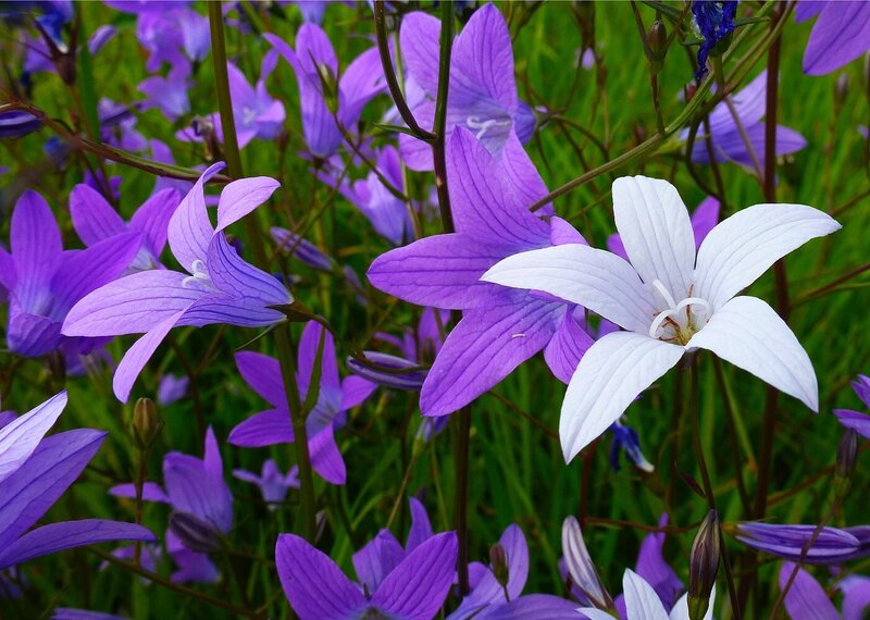 Purple and White Bellflowers