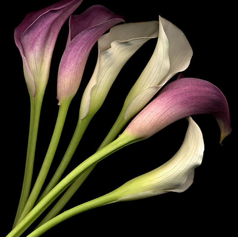 Purple and White Calla Lilies — Dramatic