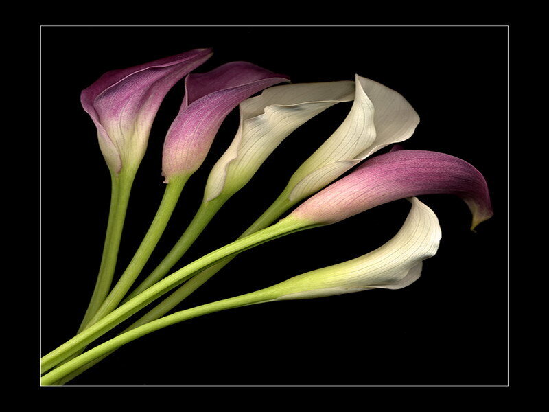 Purple and white calla lilies